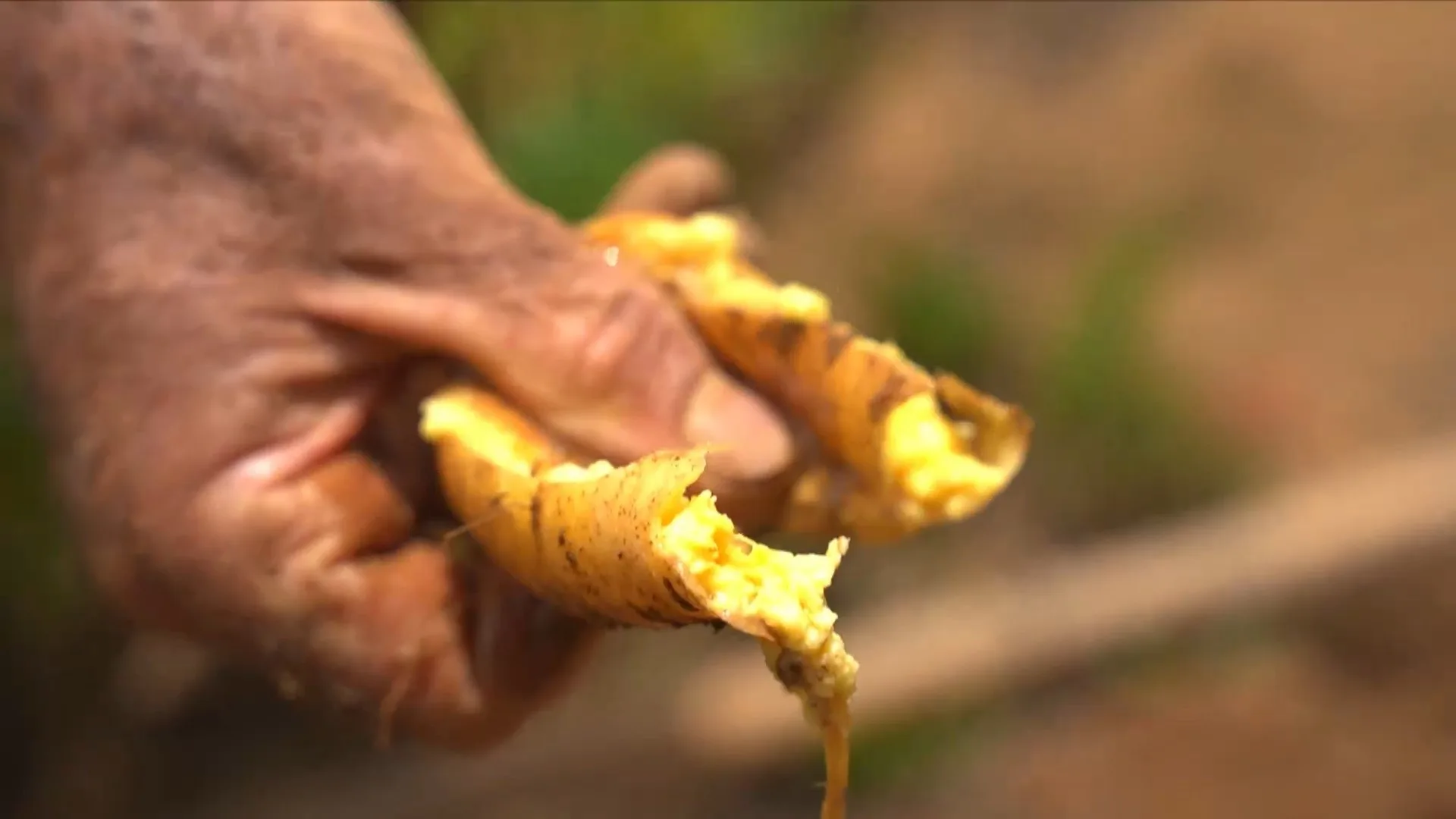  1 de 4
Calor faz batata-baroa cozinhar embaixo da terra antes de serem colhidas em Alfredo Chaves, Espírito Santo. — Foto: TV Gazeta 