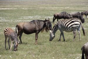 Gnus pastando e movimentando o solo, promovendo a fertilização natural da savana.