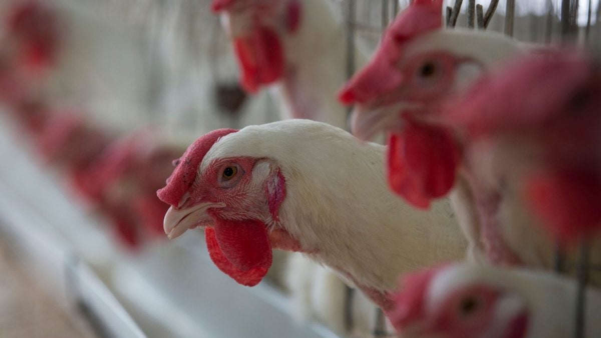a Argentina anunciou a suspensão temporária das importações de produtos