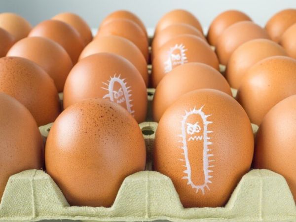 Salmonelose: O Que é, Sintomas, Tratamento e Como Prevenir a Infecção