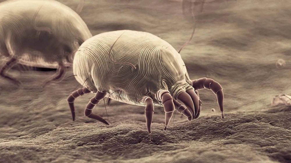 7-Animais-Mais-Fortes-do-Mundo-Da-Formiga-ao-Elefante-Prepare-se-para-se-Surpreender