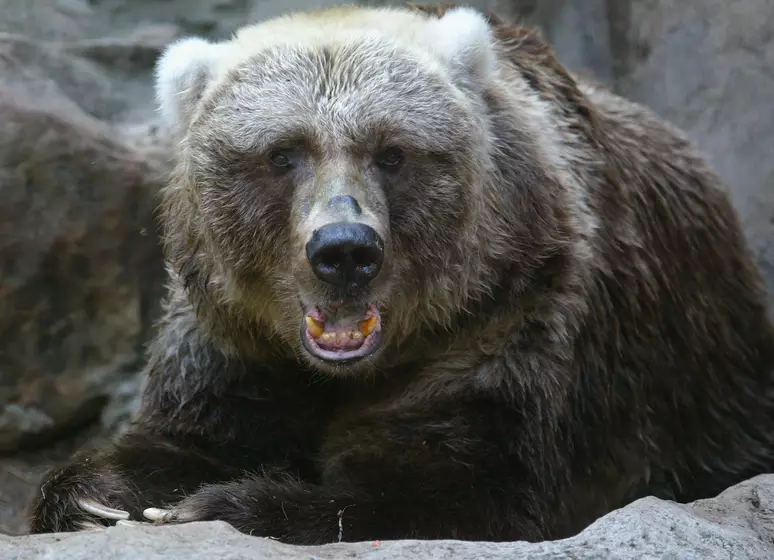 7-Animais-Mais-Fortes-do-Mundo-Da-Formiga-ao-Elefante-Prepare-se-para-se-Surpreender