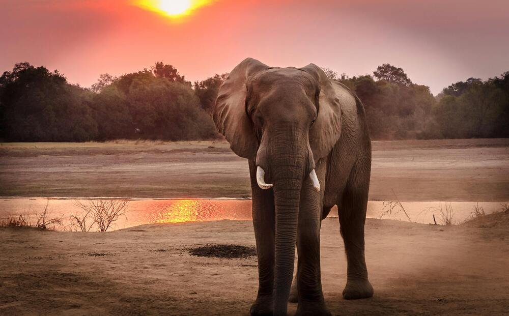 7 Animais Mais Fortes do Mundo: Da Formiga ao Elefante, Prepare-se para se Surpreender