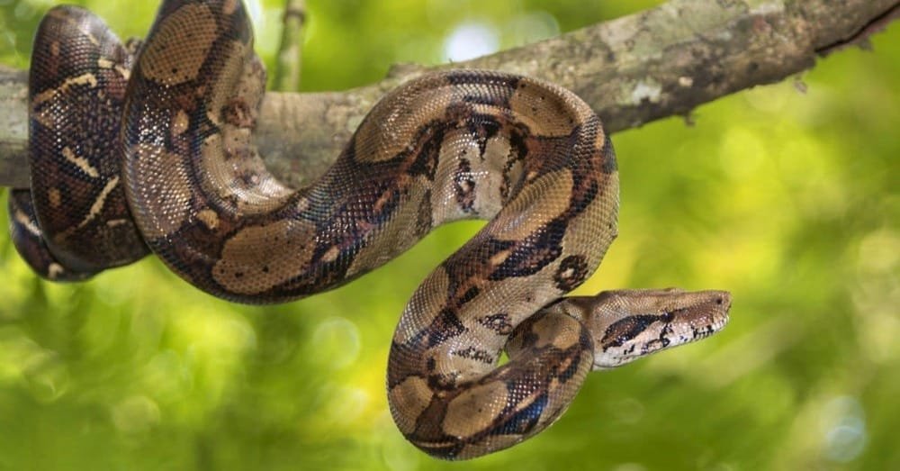 Jiboia Apreendida em Santa Maria: Veja Como Denunciar e Proteger a Fauna 1 Jiboia Apreendida em Santa Maria: Veja Como Denunciar e Proteger a Fauna