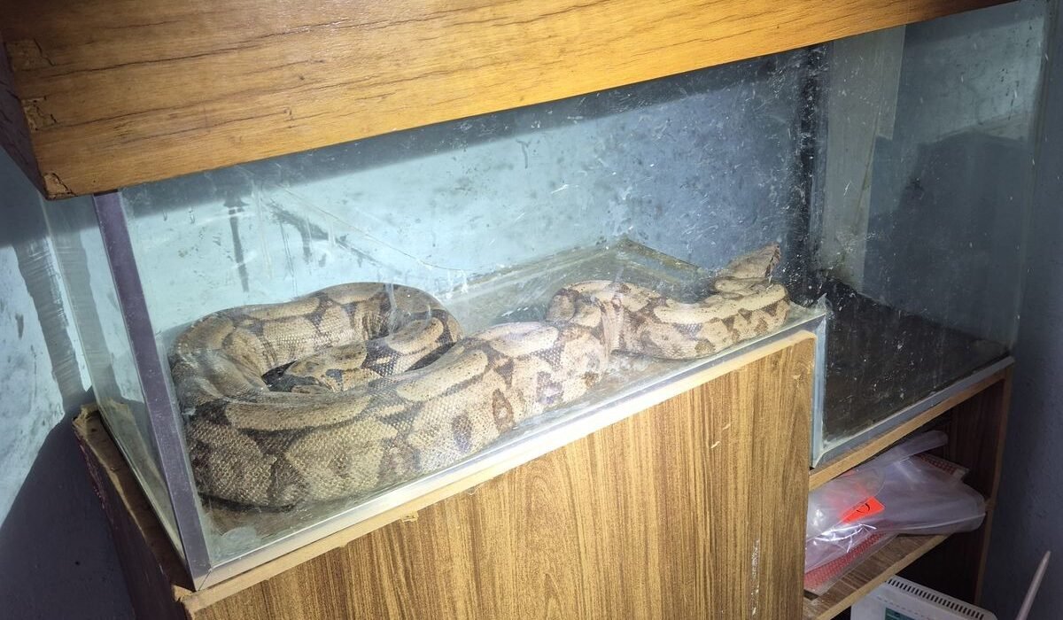 Jiboia Apreendida em Santa Maria: Veja Como Denunciar e Proteger a Fauna