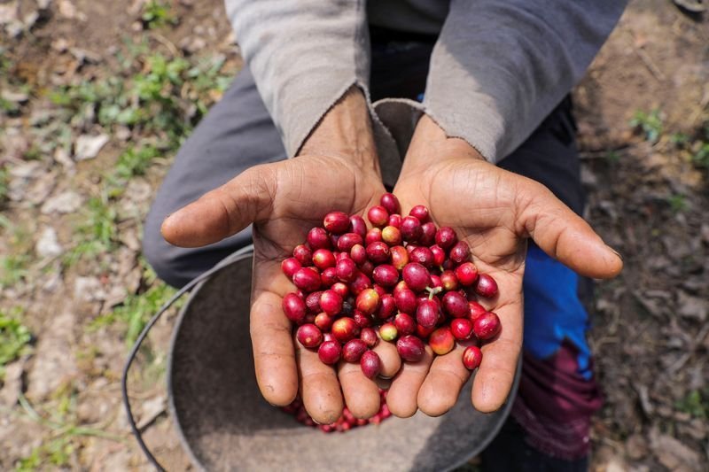 Café  • 29/01/2025REUTERS/Khaled Abdullah