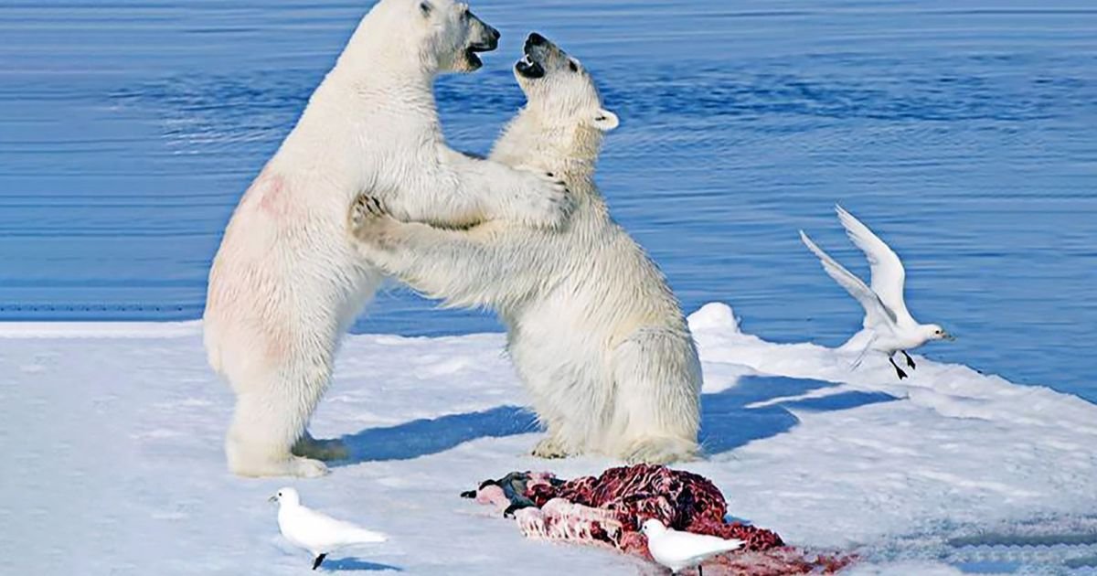 No Ártico, os ursos polares são os maiores provedores de alimento para uma imensa rede de anima...