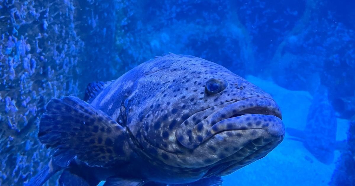 Mero é a maior espécie de garoupa do Oceano Atlântico, podendo alcançar aproximadamente 2,5 m...