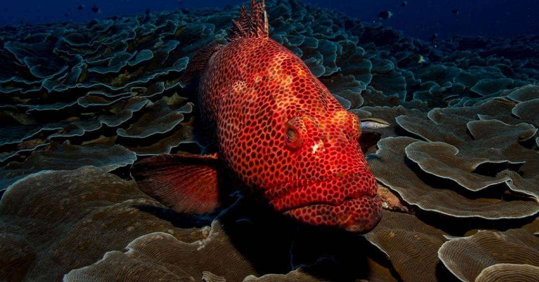 (Pixabay/CC0 Domínio Público/Reprodução)