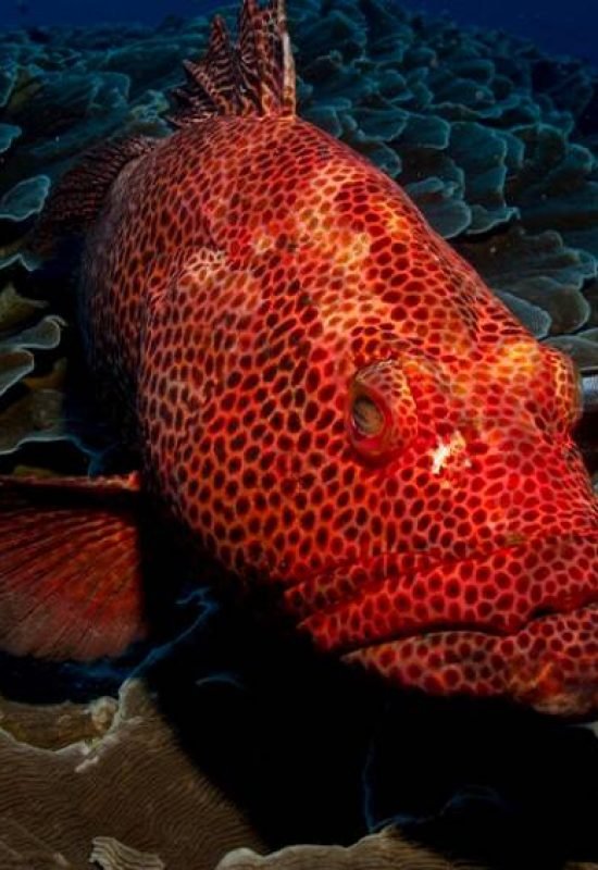  (Pixabay/CC0 Domínio Público/Reprodução)